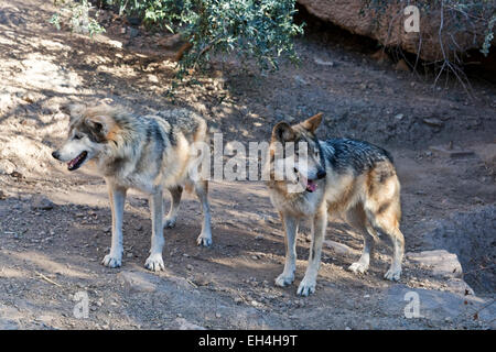 Mexican lupo (Canis lupus baileyi) Foto Stock