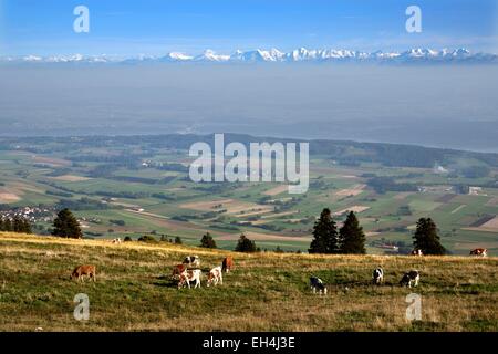 La Svizzera, il Cantone di Berna, il Massiccio del Chasseral panorama delle Alpi dal massiccio del Chasseral e mucche al pascolo Foto Stock