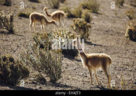 Ecuador, Chimborazo, Riserva Naturale del Chimborazo, vicuñas selvatico sulle pendici del Vulcano Chimborazo Foto Stock