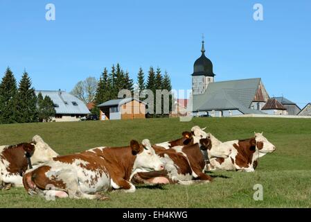 Francia, Doubs, Chapelle des Bois, chiesa, Montbéliard vacche Foto Stock