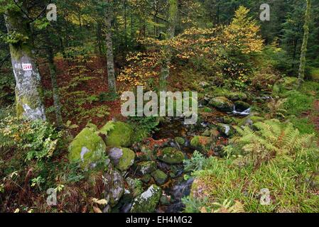 Francia, Vosges, Ventron, Grand Ventron, Grand Ventron Riserva Naturale, foresta, torrent Foto Stock