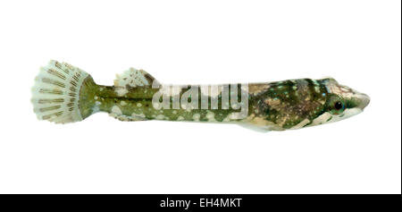 Piccolo capo-Clingfish - Apletodon dentatus Foto Stock