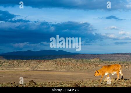 Kenya, Lake Magadi, Masai bovini intorno al piccolo Magadi Foto Stock