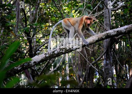 La Malesia, Borneo Sarawak, Bako National Park, proboscide scimmia in una struttura ad albero Foto Stock