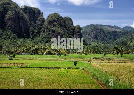 Indonesia, a ovest di Sumatra, Highlands Minangkabau, Bukittinggi area, Harau valley, campi di riso circondato da scogliere in valle Harau Foto Stock