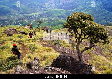 India Kerala, Munnar, escursionisti al di sopra di Munnar piantagioni di tè Foto Stock