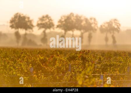 Francia, Gironde, Saint Aubin de Blaye, vite, paesaggio Foto Stock