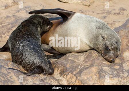 La Namibia, Regione di Erongo, Cape Cross Riserva di tenuta, giovane capo pelliccia sigillo (Arctocephalus pusillus) allattamento sua madre Foto Stock