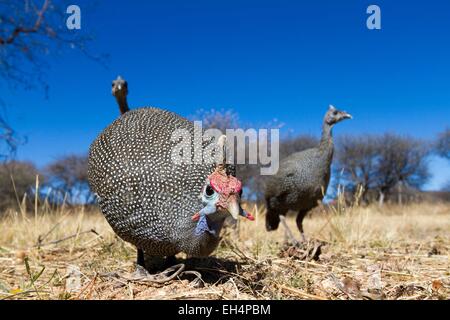 La Namibia, regione di Otjozondjupa, Helmeted faraone (Numida meleagris) in prossimità di un lodge Foto Stock