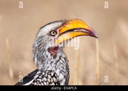 La Namibia, regione di Otjozondjupa, Southern Yellow fatturati hornbill (Tockus leucomelas) in prossimità di un lodge Foto Stock