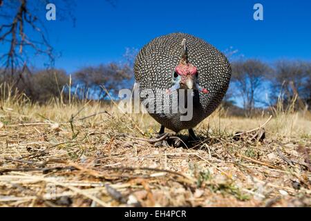 La Namibia, regione di Otjozondjupa, Helmeted faraone (Numida meleagris) in prossimità di un lodge Foto Stock