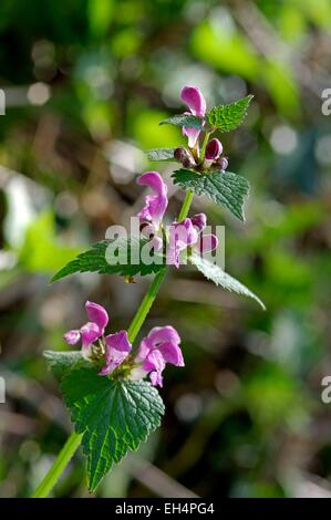 Viola Dead ortica (Lamium purpureum) Foto Stock