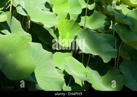 Sacro lotus (Nelumbo nucifera) Foto Stock