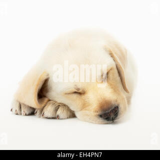 Sleeping Labrador Retriever cucciolo bianco su sfondo per studio Foto Stock