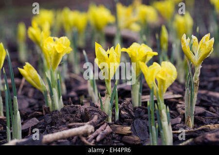 Iris danfordiae boccioli di fiori. Foto Stock