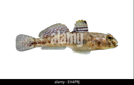 Rock ghiozzo - Gobius paganellus Foto Stock