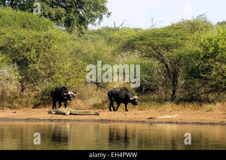 Sud Africa - Mpumalanga Kruger National Park, Bufali (African Buffalo) (Syncerus caffer) e coccodrilli del Nilo (Crocodylus niloticus) Foto Stock