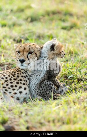 Kenia Masai Mara Game Reserve, ghepardo (Acinonyx jubatus), femmina e lupetti 8/9 settimane Foto Stock