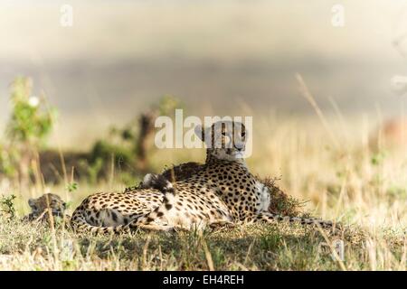 Kenia Masai Mara Game Reserve, ghepardo (Acinonyx jubatus), femmina e cuccioli di 3 mesi di età Foto Stock