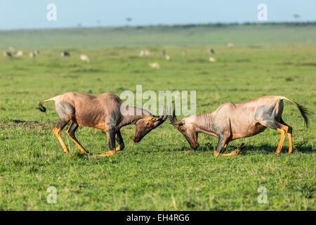 Kenia Masai Mara Game Reserve, topi (Damaliscus korrigum), maschi combattimenti Foto Stock