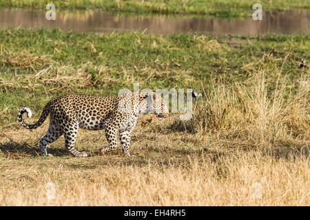 Il Botswana, Khwai River Game Reserve, leopard (Panthera pardus), femmina Foto Stock