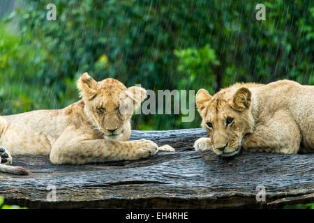 Kenia Masai Mara Game Reserve, Lion (Panthera leo), quelle giovani sotto la pioggia Foto Stock