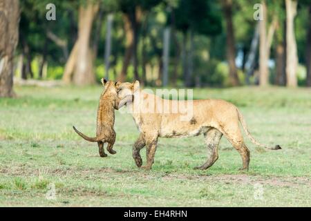 Kenia Masai Mara Game Reserve, Lion (Panthera leo), femmina e molto giovani cubs giocando Foto Stock