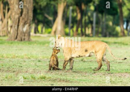 Kenia Masai Mara Game Reserve, Lion (Panthera leo), femmina e molto giovani cubs giocando Foto Stock