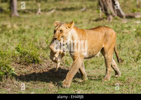 Kenia Masai Mara Game Reserve, Lion (Panthera leo), femmina che trasportano uno i suoi cuccioli Foto Stock