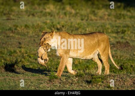 Kenia Masai Mara Game Reserve, Lion (Panthera leo), femmina che trasportano uno i suoi cuccioli Foto Stock