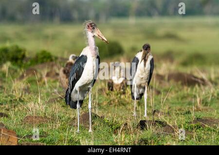 Kenia Masai Mara Game Reserve, Marabou stork (Leptoptilos crumeniferus) Foto Stock