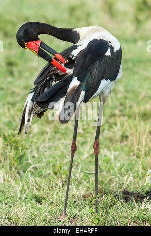 Kenia Masai Mara Game Reserve, Sella fatturati stork (Ephippiorynchus senegalensis), femmina stesso di pulizia Foto Stock