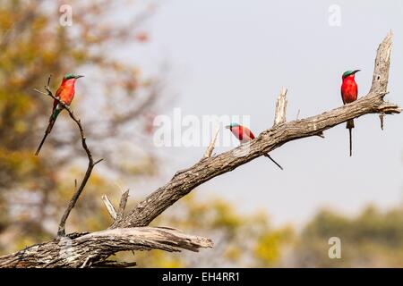 Il Botswana, Moremi Game Reserve, Carmine bee eater (Merops nubicoides) Foto Stock