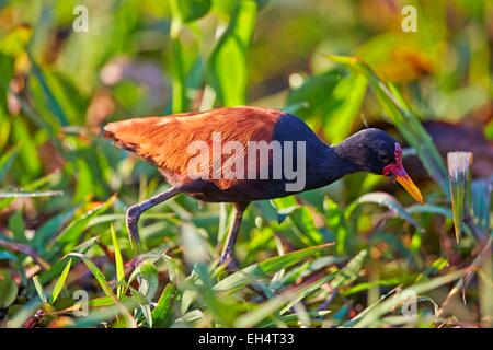 Il Brasile, Mato Grosso, Pantanal regione, Wattled Jacana (Jacana jacana) Foto Stock