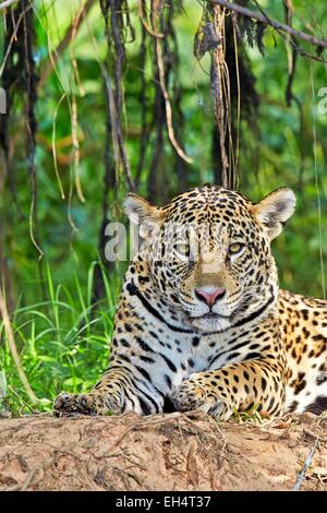 Il Brasile, Mato Grosso, Pantanal regione, Jaguar (Panthera onca), relax sul bordo di un fiume Foto Stock