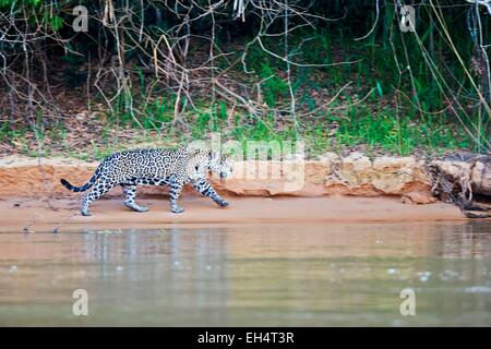 Il Brasile, Mato Grosso, Pantanal regione, Jaguar (Panthera onca), passeggiate lungo il fiume Foto Stock