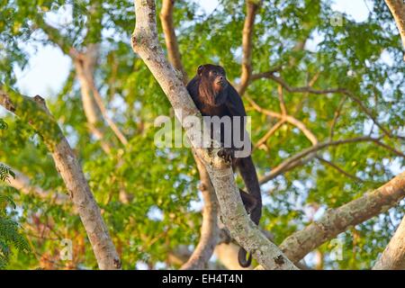 Il Brasile, Mato Grosso, Pantanal regione, nero e oro scimmia urlatrice (Alouatta caraya) Foto Stock