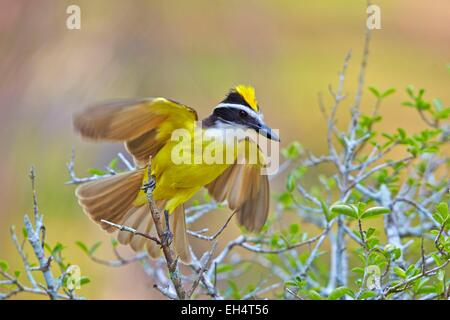 Il Brasile, Mato Grosso, Pantanal regione, grande kiskadee (Pitangus sulfuratus), Adulto, appollaiato Foto Stock