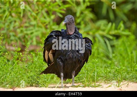 Il Brasile, Mato Grosso, Pantanal regione, avvoltoio nero o American avvoltoio nero (Coragyps atratus) Foto Stock