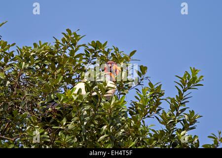 Il Brasile, Mato Grosso, Pantanal regione, King Vulture (Sarcoramphus papa), arroccato in una struttura ad albero Foto Stock