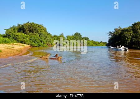 Il Brasile, Mato Grosso, Pantanal regione, il capibara (Hydrochaeris hydrochaeris) è il roditore più grande al mondo Foto Stock