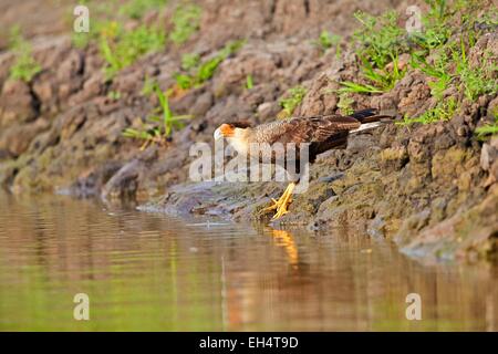 Il Brasile, Mato Grosso, Pantanal regione, caracara crestato (Caracara plancus), adulti di acqua potabile in un fiume Foto Stock