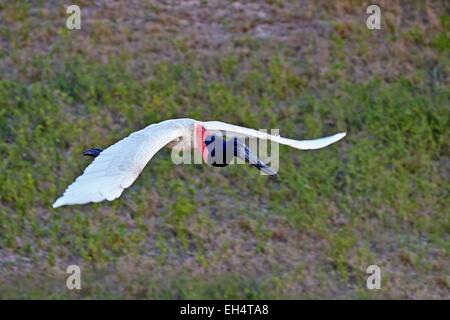 Il Brasile, Mato Grosso, Pantanal regione, Jabiru Aeroporto (Jabiru Aeroporto mycteria), in volo Foto Stock