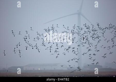 Francia, Vendee, Pied Avocet (Recurvirostra avosetta), le turbine eoliche Foto Stock