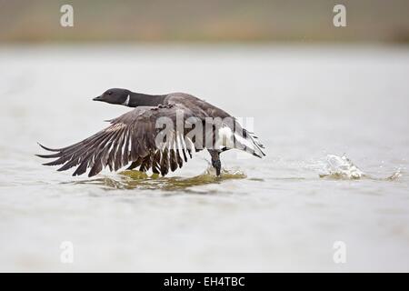 Francia, Vendee, Bouin, Brent goose (Branta bernicla) Foto Stock