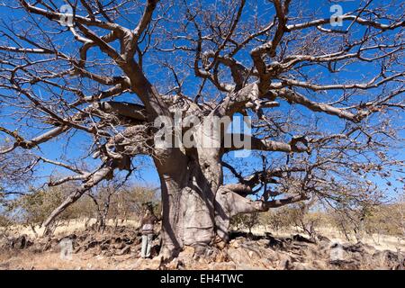 La Namibia, regione di Kunene, Kaokoland, turistico nella parte anteriore del baobab sulla strada tra Opuwo e Sesfontein Foto Stock