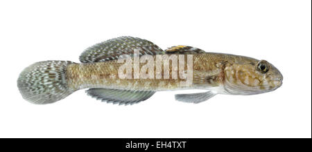 Rock ghiozzo - Gobius paganellus Foto Stock