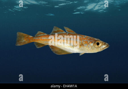 - Merluzzo giallo Pollachius pollachius Foto Stock