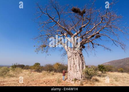 La Namibia, regione di Kunene, Kaokoland, baobab sulla strada tra Opuwo e Epupa Foto Stock