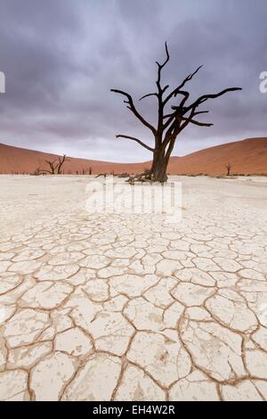 La Namibia, regione di Hardap, Namib Desert, Namib Naukluft national park, Namib mare di sabbia sono classificati come patrimonio mondiale dall' UNESCO, vicino al Sossusvlei, Dead Vlei Foto Stock